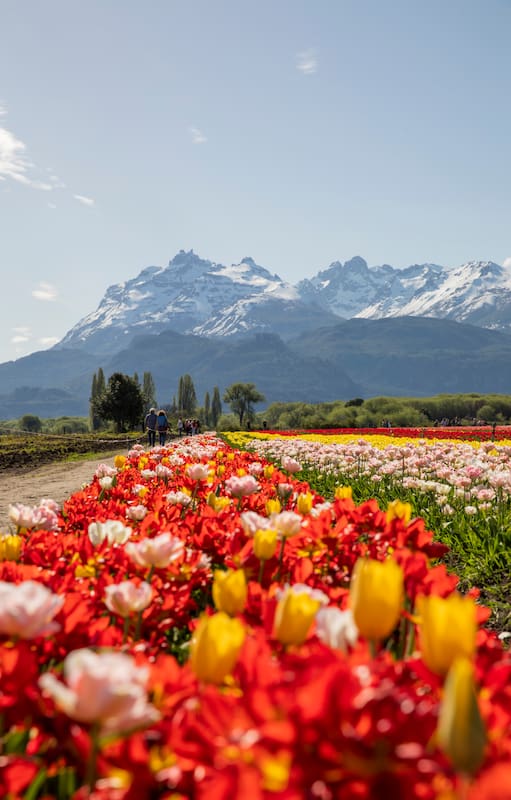 Campo de tulipanes en Trevelin, uno de los pueblos consagrados.