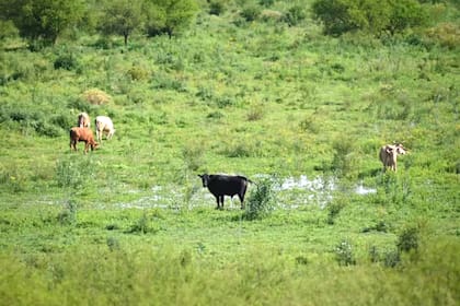 Campo en Entre Ríos