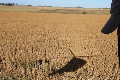 Campo en la frontera entre Santa Fe y Buenos Aires donde fueron "bombardeados" desde el aire 175 kilos de cocaína, en enero de 2022