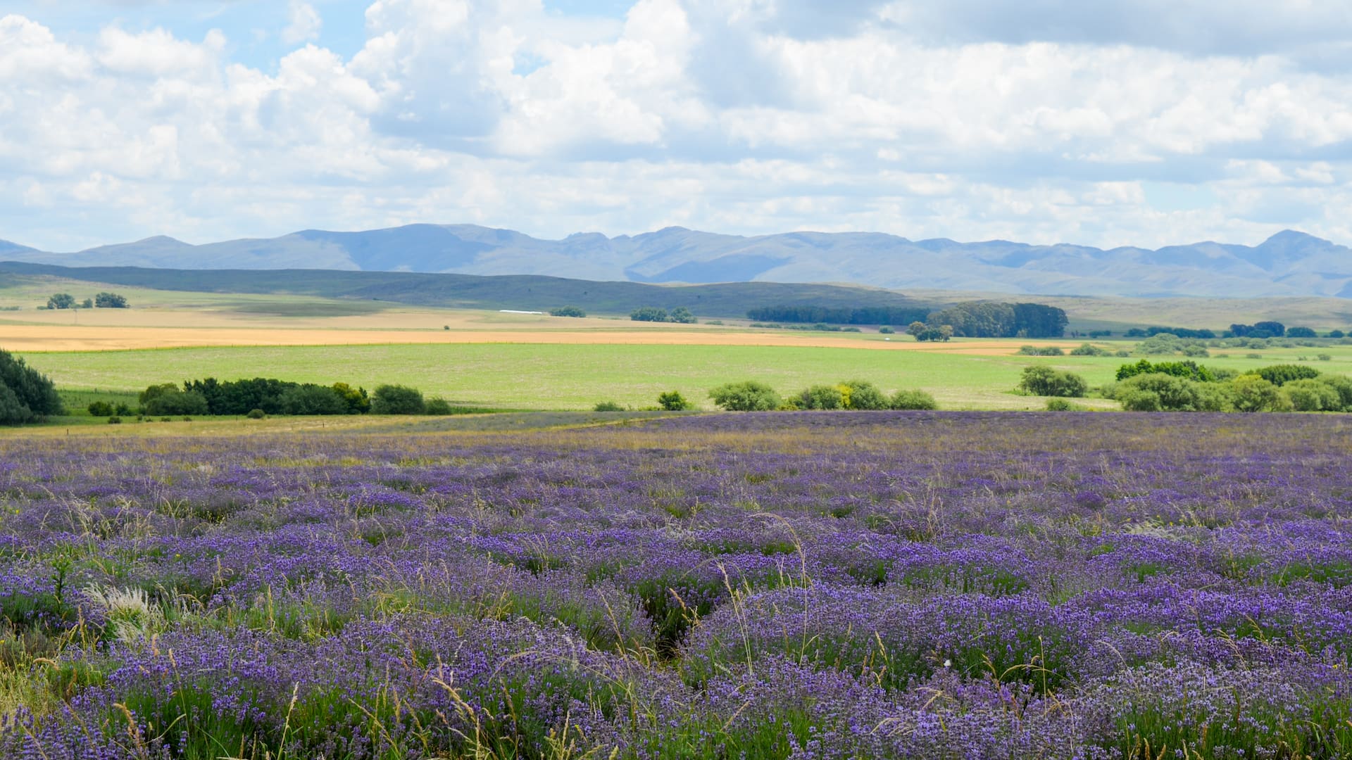 La lavanda es una planta muy versátil que tiene muchos usos, entre ellos: como arreglo floral