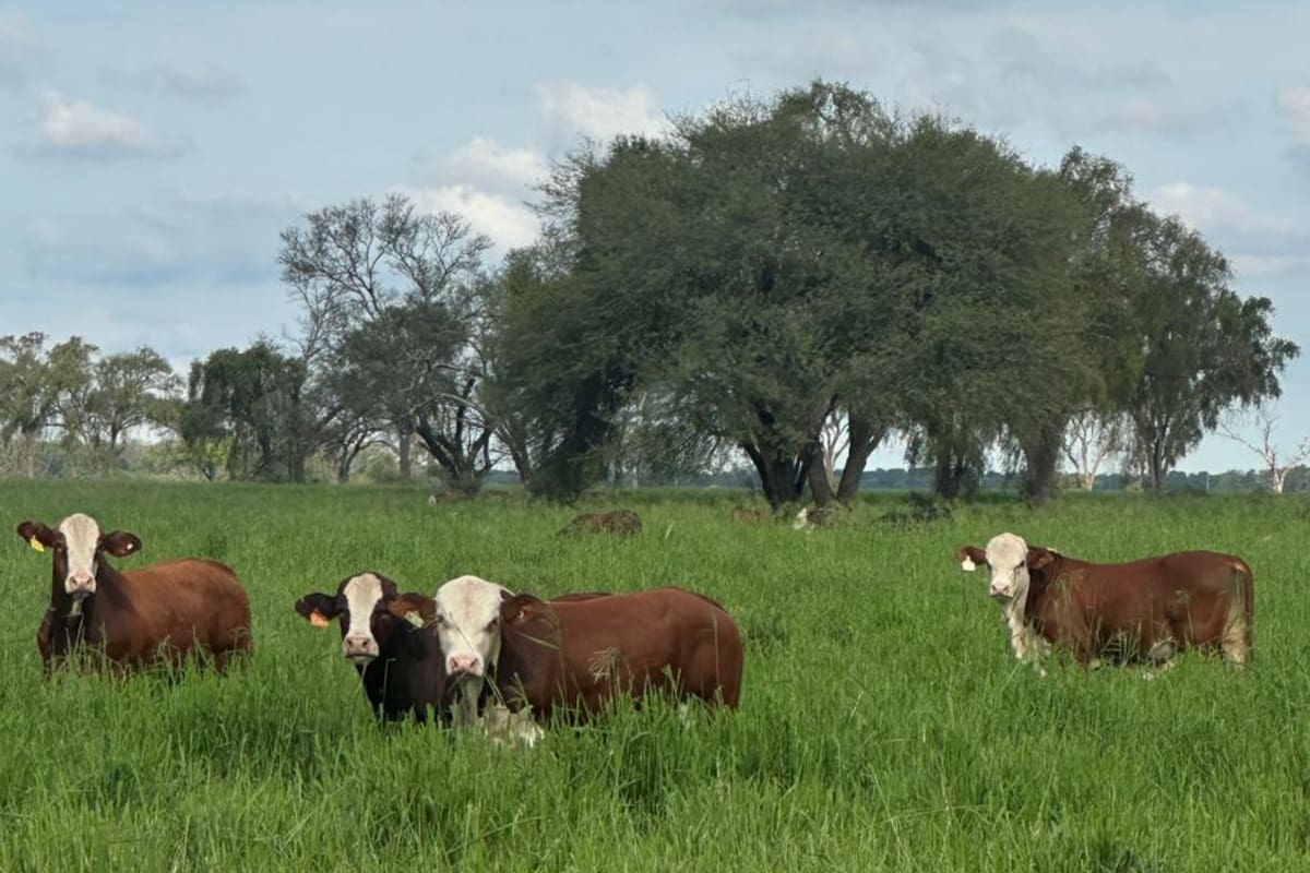 Campo en Santiago del Estero