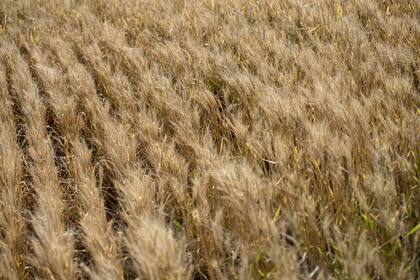 En el sur de Santa Fe, el trigo sembrado padeció las consecuencias de la sequía severa