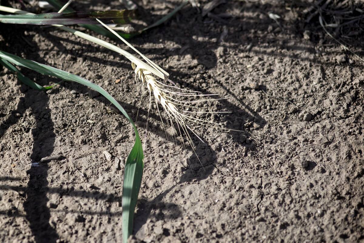 Campos cercanos a localidad de Alvarez ruta 14. Al sur de Santa Fe
Por la sequia que se viene dando en la zona central del pais, se registran grandes perdidas en los cultivos de trigo principalmente. Muchos productores optan por no cosechar los cultivos por el bajisimo rinde que van a tener. En algunos casos las semillas ni siquiera prendieron.
Campos con cultivos de trigo en la zona sur de la provincia de Santa Fe.