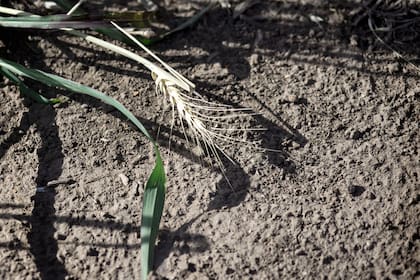 Campos cercanos a localidad de Alvarez ruta 14. Al sur de Santa Fe
Por la sequia que se viene dando en la zona central del pais, se registran grandes perdidas en los cultivos de trigo principalmente. Muchos productores optan por no cosechar los cultivos por el bajisimo rinde que van a tener. En algunos casos las semillas ni siquiera prendieron.
Campos con cultivos de trigo en la zona sur de la provincia de Santa Fe.