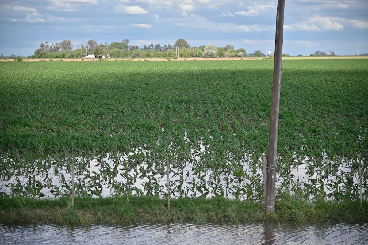 Campos cercanos a Rosario después de las lluvias de los últimos días. Sembradíos de trigo y de maízs