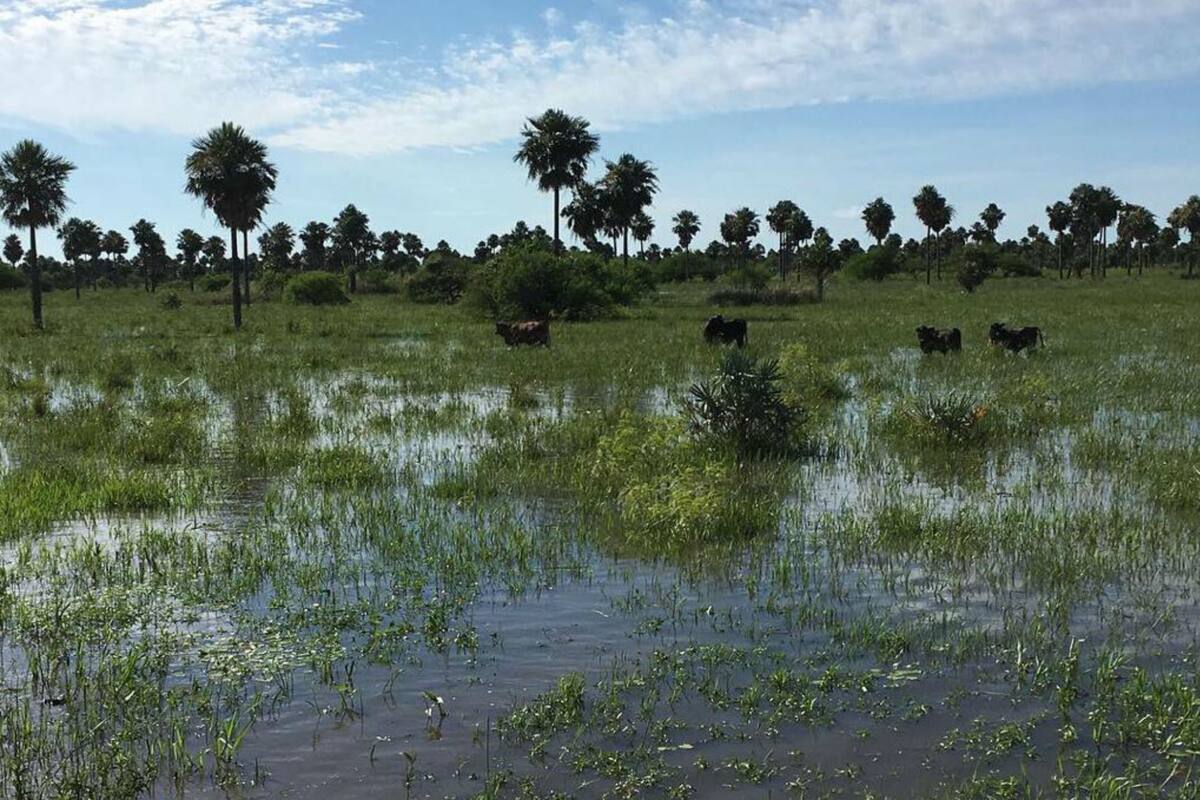 Campos completamente inundados y con perdidas que en algunos casos llegan al 100%