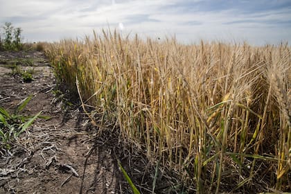 Campos con cultivos de trigo afectados por la sequía en la zona sur de la provincia de Santa Fe.