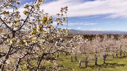 Campos de cerezos