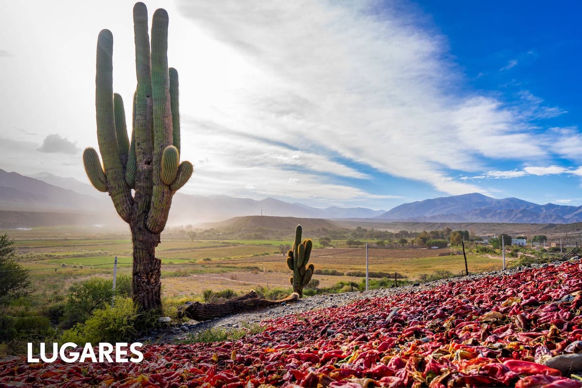 Campos de pimentón secándose al sol de los valles calchaquíes, típica postal de otoño en Payogasta