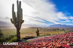 Campos de pimentón secándose al sol de los valles calchaquíes, típica postal de otoño en Payogasta