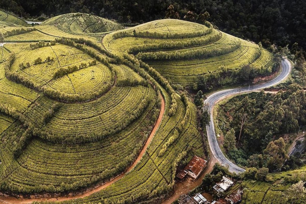 Campos de té verde en Sri Lanka.
