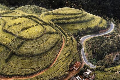 Campos de té verde en Sri Lanka.