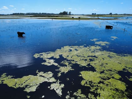 Campos inundados en la zona de 9 de Julio, en 2025