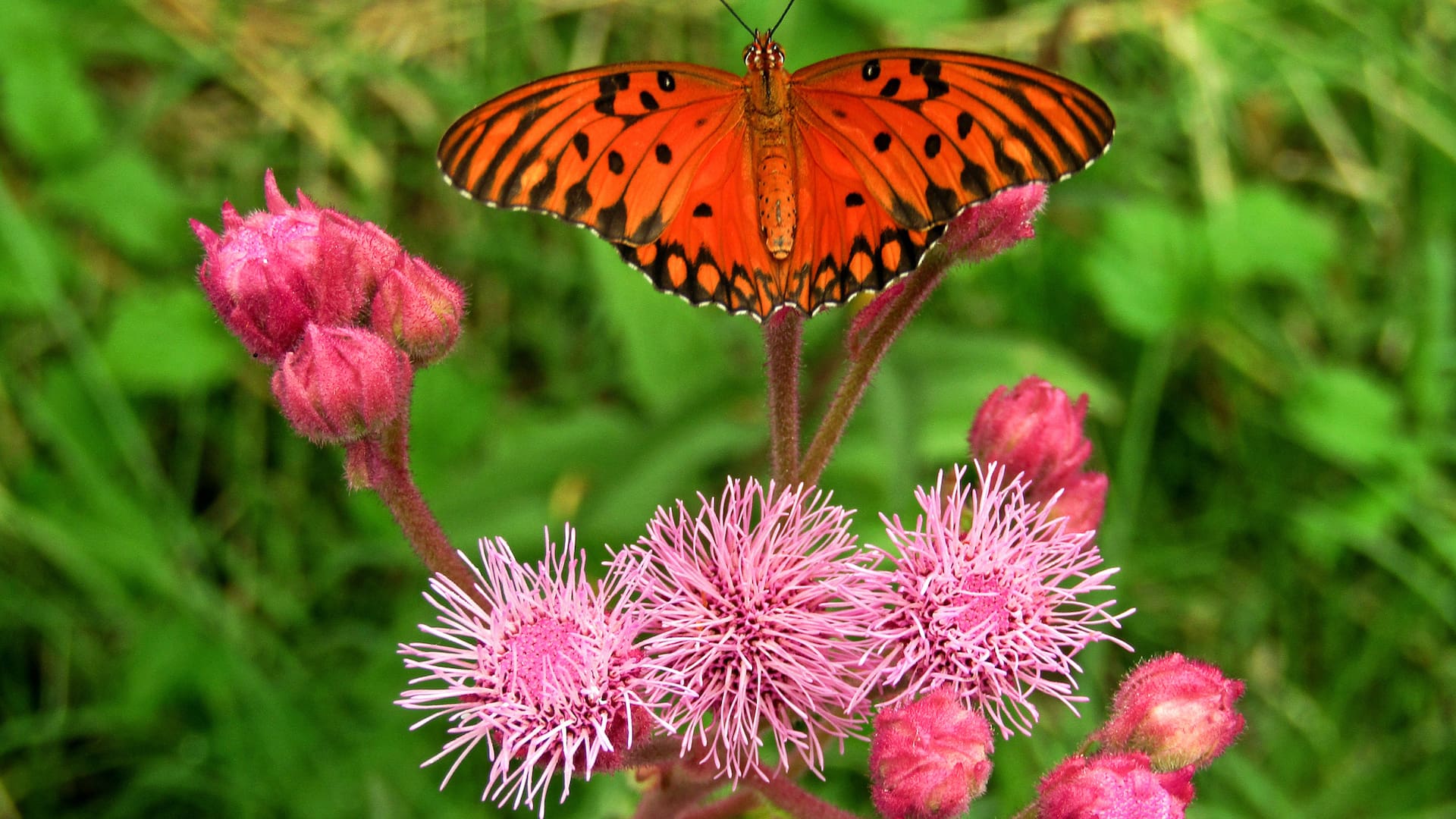 Campuloclinium macrocephalum