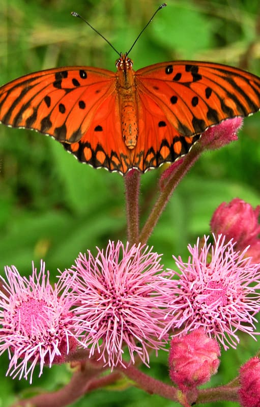 Campuloclinium macrocephalum