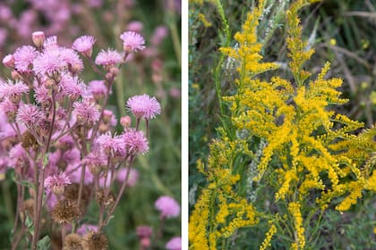 Campuloclinium macrocephalum (izquierda) y Solidago chilensis (derecha), ambas atraen insectos y aves