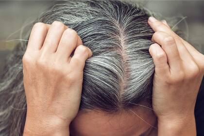 Canas: existen diversos ingredientes naturales que pueden ocultar los mechones grises del cabello