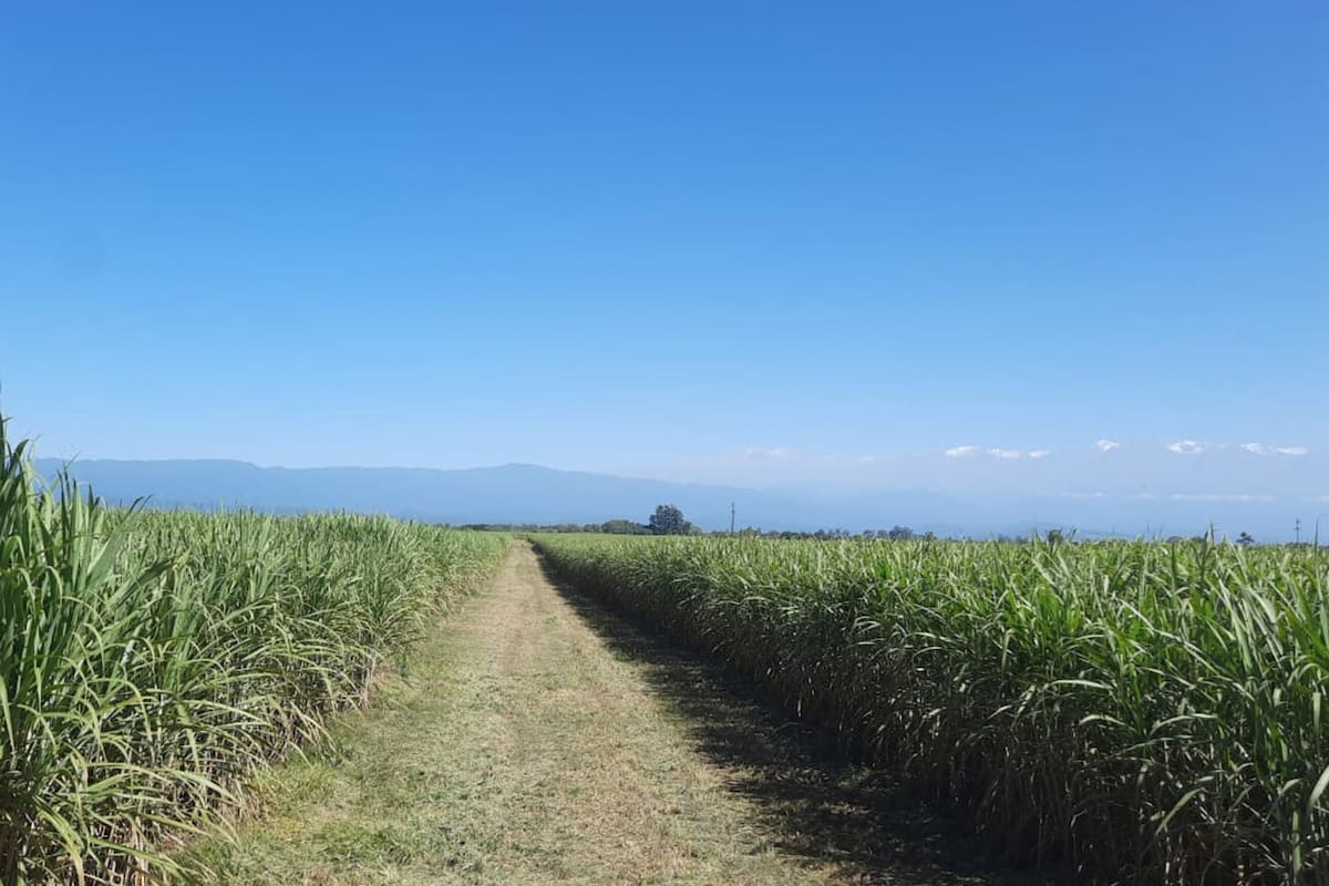 Cañaverales al pie del Cerro del Aconquija en Tucuman