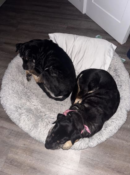 Candy y Buddy hacen todos juntos en la actualidad (Foto: The Dodo)