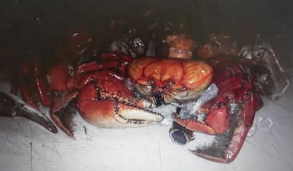 Cangrejos vivos fueron encontrados en un carrión de un viaje proveniente de Japón