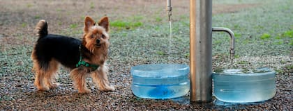 En la plaza San Martín hay bebederos especiales para mascotas
