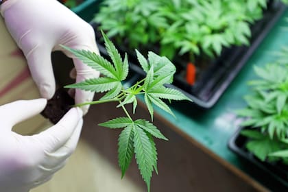 Para el Gobierno, la implementación de este registro del cannabis medicinal “pondrá en valor el trabajo de todos aquellos que a lo largo de estos años han investigado y estudiado las propiedades de la semilla de esta especie"