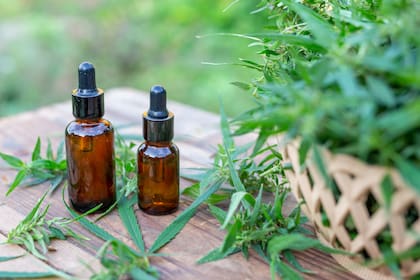 Cannabis medicinal