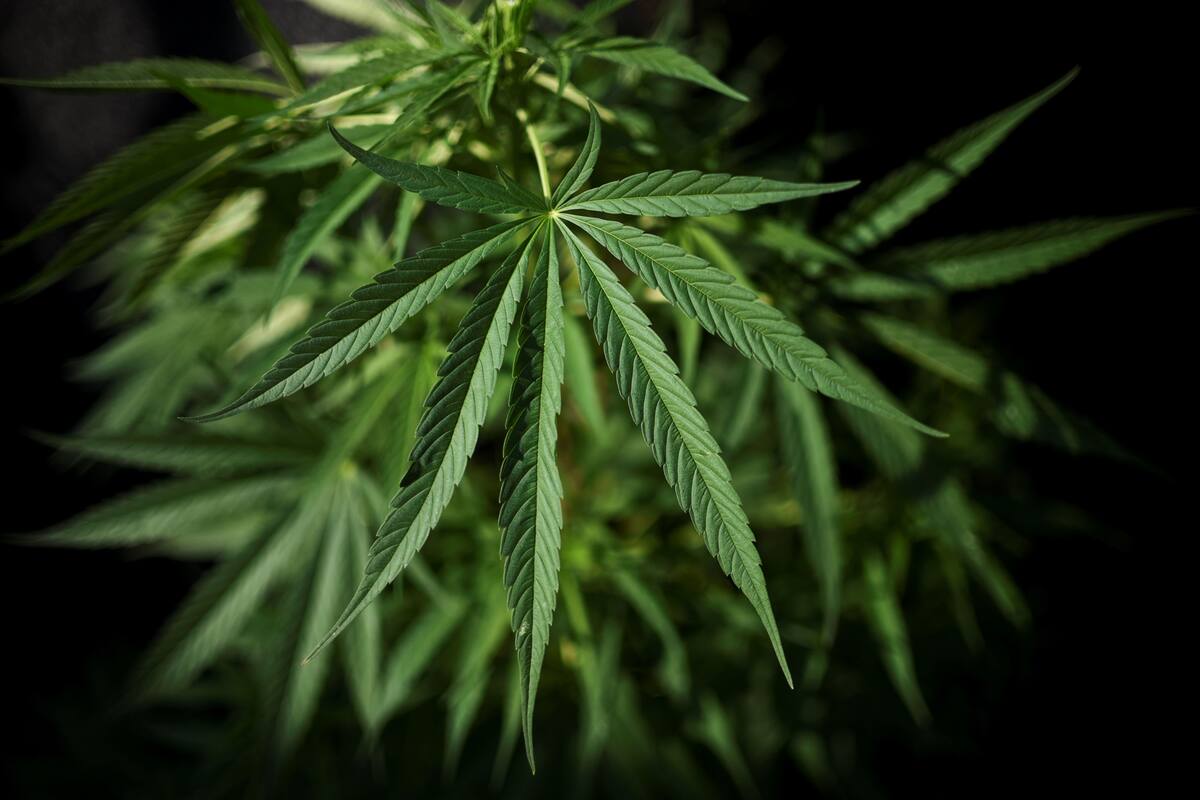 cannabis medicinal, legal en Argentina