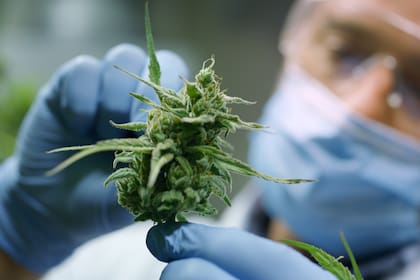 cannabis sativa; cannabis; Campo; fotos de campo; marihuana; aceite de cannabis