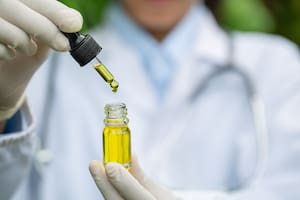 cannabis sativa; cannabis; Campo; fotos de campo; marihuana; aceite de cannabis