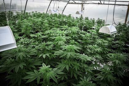 Cannabis sativa en el invernadero