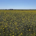 El “cultivo estratégico” conectado con el mundo que promete un boom como combustible