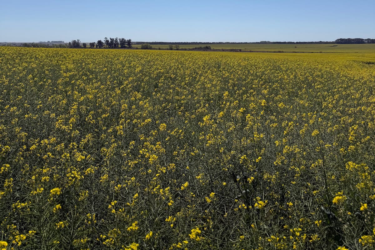 Canola de advanta
