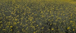 El “cultivo estratégico” conectado con el mundo que promete un boom como combustible