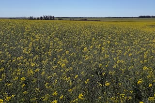El “cultivo estratégico” conectado con el mundo que promete un boom como combustible