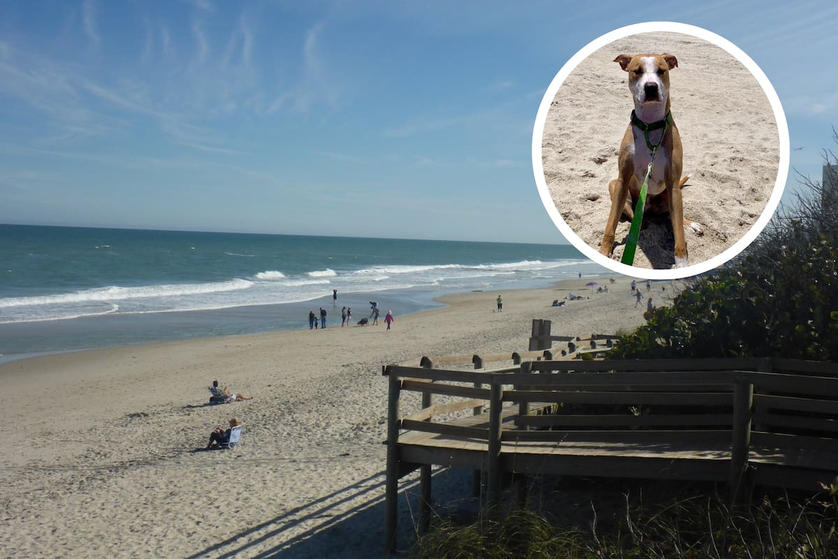 Canova Dog Beach fue elegida como la cuarta mejor playa para ir con mascotas