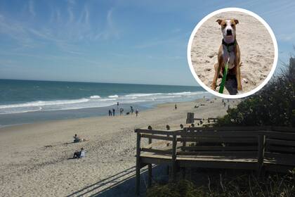 Canova Dog Beach fue elegida como la cuarta mejor playa para ir con mascotas