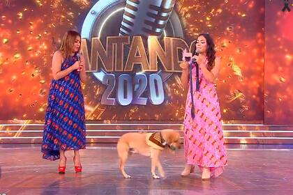 Cantando 2020: Ruso, el perro de Claribel Medina se adueñó del escenario