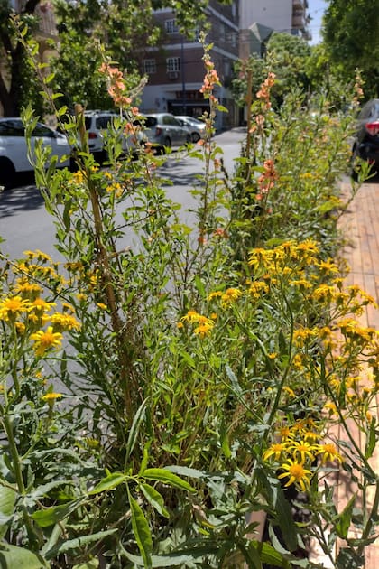 Cómo sumar plantas nativas en cualquier casa o departamento y contribuir con el paisaje urbano