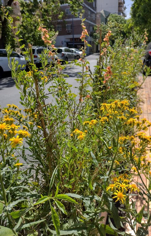 Cómo sumar plantas nativas en cualquier casa o departamento y contribuir con el paisaje urbano