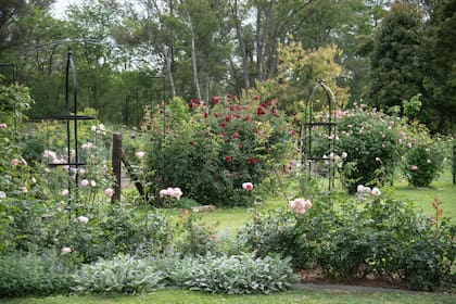 Cantero donde los protagonistas son todos rosales ingleses, combinados con algunas rosas antiguas como ‘Belle de Crécy’ y la rosa ‘Leda’. Entre estos rosales ingleses tenemos variedades como ‘Olivia’, ‘Eglantyne’, ‘Abraham Darby’, ‘Santa Cecilia’, ‘Evelyn’, ‘James Galway’, ‘Mary Rose’, ‘Scepter’d Isle’. Al pie de estos rosales hay nepetas y Stachys byzantina.