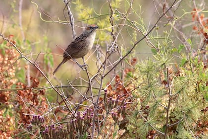 Una buena época para avistar pájaros es durante el invierno cuando las hojas de los árboles se han ido, la comida está más cerca del suelo y solo quedan unas pocas especies seleccionadas