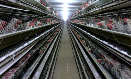 Capia destacó el crecimiento del consumo y advirtió sobre la falta de personal capacitado