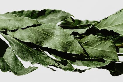 Capricornio es ambicioso y siempre cumple sus metas por eso, para potenciar su éxito, la hoja de laurel es el amuleto