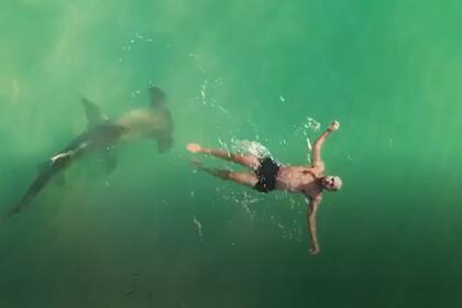 Captado por un drone, un hombre que nadaba de espaldas ni se dio cuenta que debajo suyo se posó un tiburón martillo de 3 metros de largo