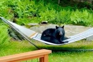 Captan a oso tomando un descanso en hamaca de una vivienda