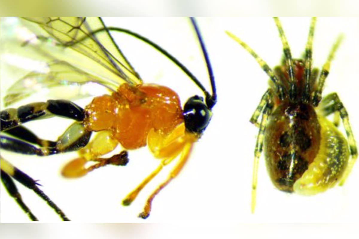 Captan una relación manipulativa entre una nueva avispa de la especie Zatypota y una araña social Anelosimus eximius