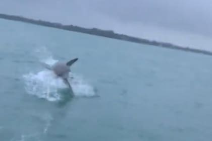 Captó en video a un enorme tiburón blanco saltando sobre el agua