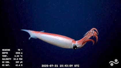 Captura de pantalla tomada de un video de distribución pública difundido por el Schmidt Ocean Institute y grabado por el vehículo operado remotamente (ROV) SuBastian, mientras era controlado desde el buque de investigación oceanográfica RV Falkor
