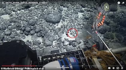 Captura del vehículo que operaron los científicos para encontrar el diente del megalodón